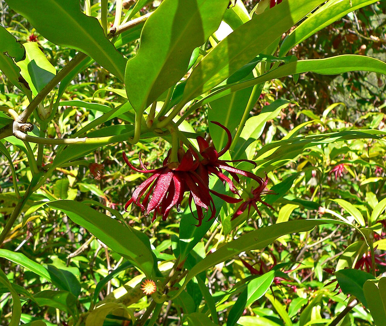 Illicium floridanum, Florida anise — upright evergreen (Schisandraceae) (image 4 of 10)