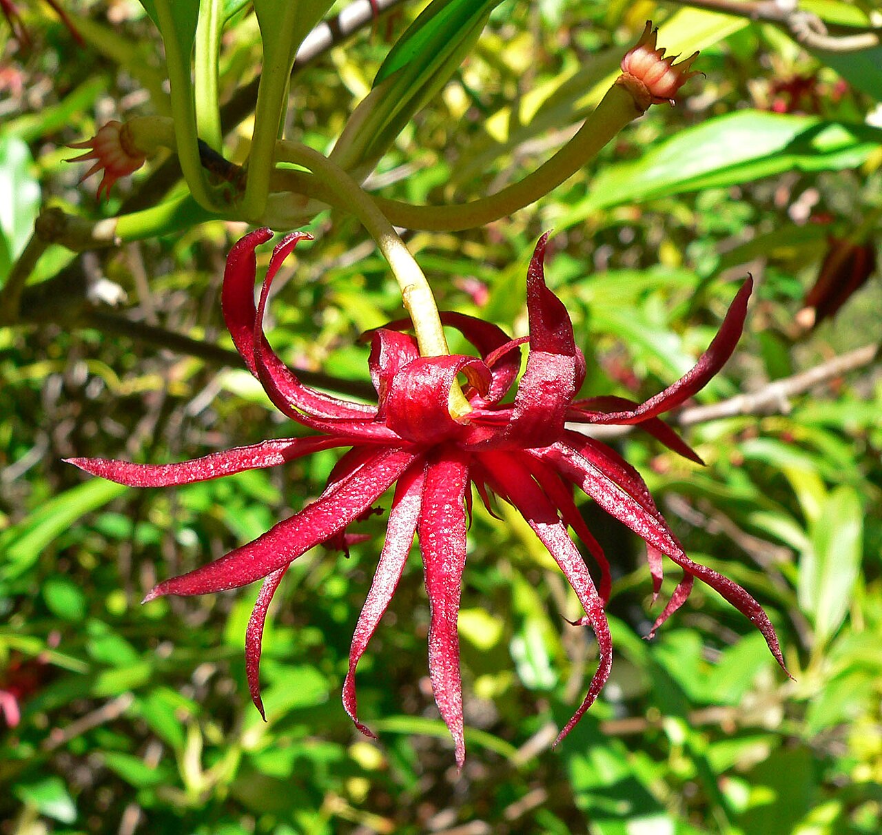 Illicium floridanum, Florida anise — upright evergreen (Schisandraceae) (image 5 of 10)