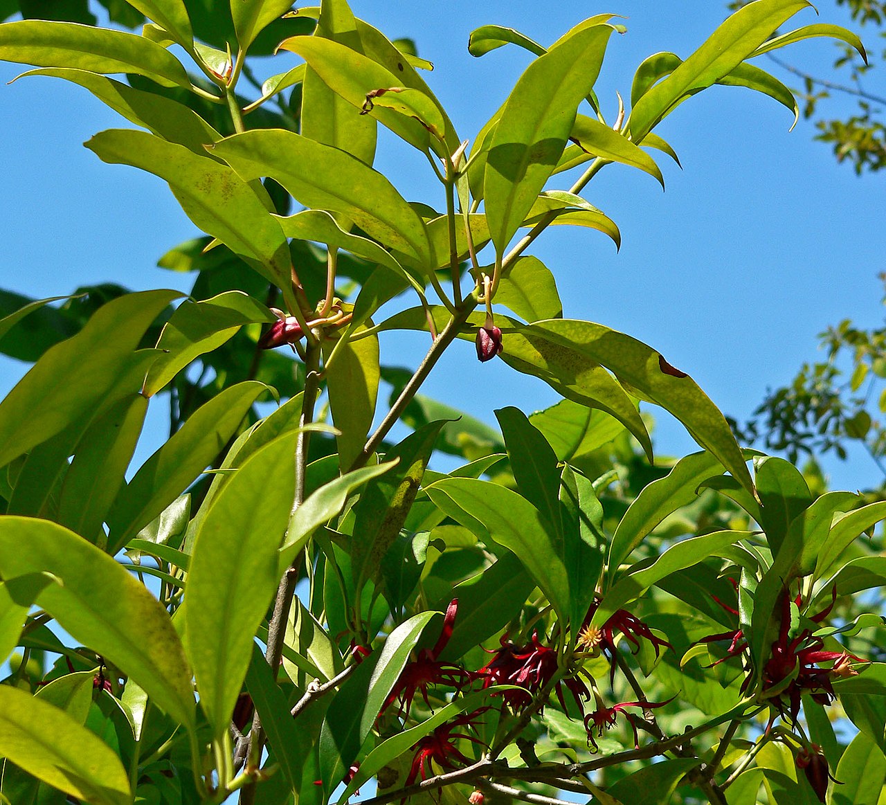 Illicium floridanum, Florida anise — upright evergreen (Schisandraceae) (image 6 of 10)