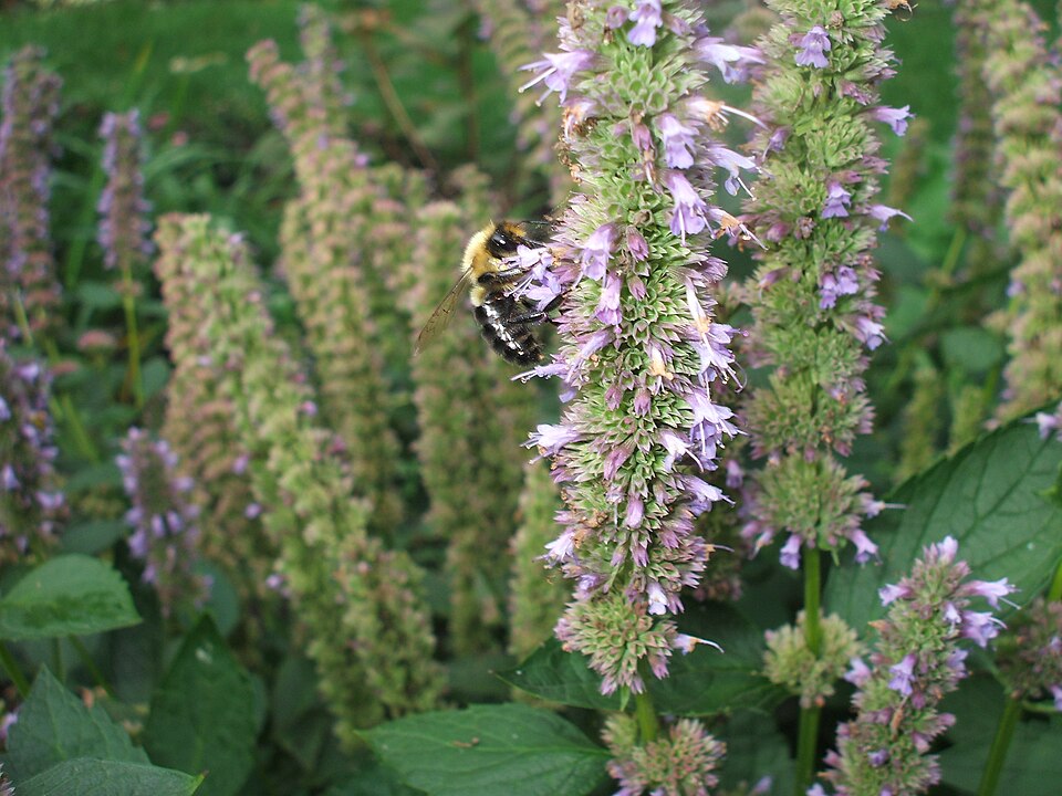 Agastache 'Blue Fortune' (Blue Fortune Hummingbird Mint) (alternate view 2)