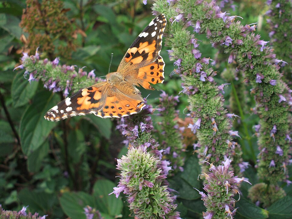 Agastache 'Blue Fortune' (Blue Fortune Hummingbird Mint) (alternate view 3)