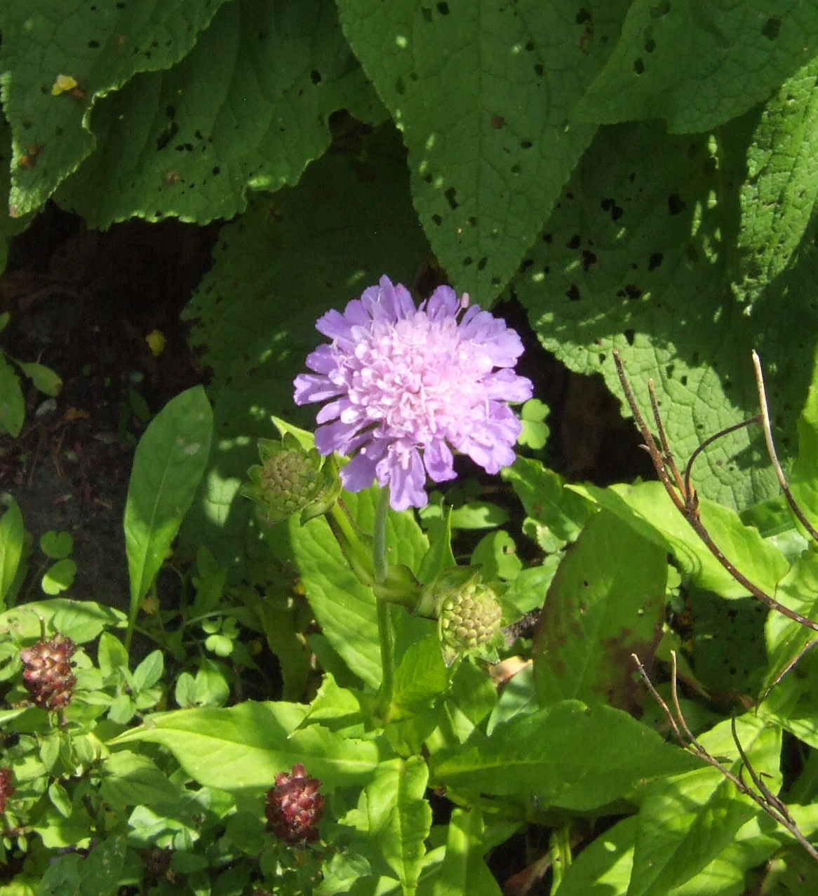 Scabiosa columbaria, Small scabious — clumping semi-evergreen (Caprifoliaceae) (image 6 of 10)