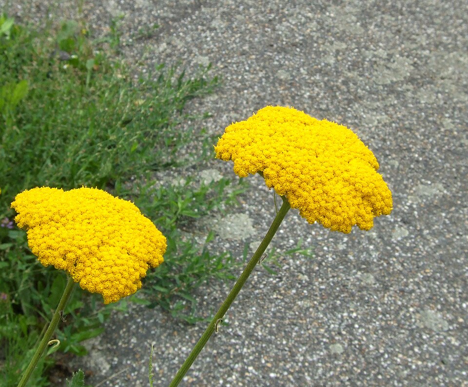 Achillea × 'Moonshine' (Moonshine Yarrow)