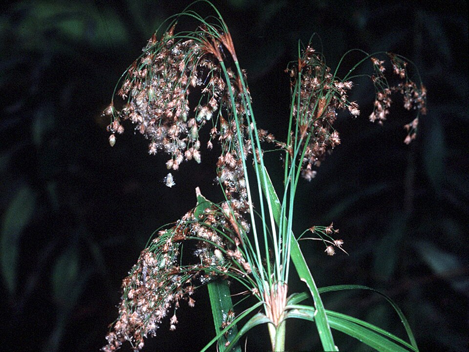 Scirpus cyperinus (Woolgrass) (alternate view 9)
