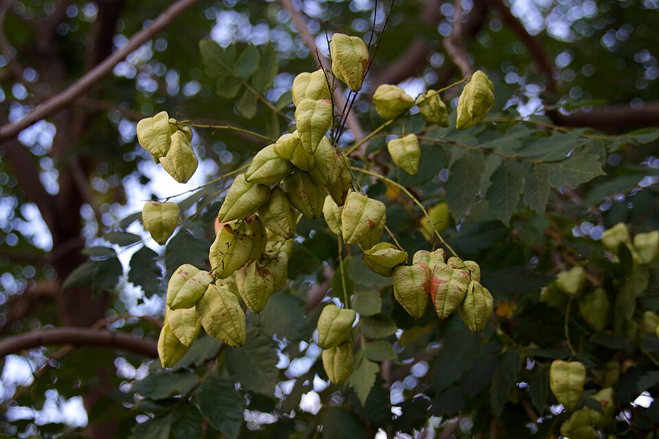 Koelreuteria