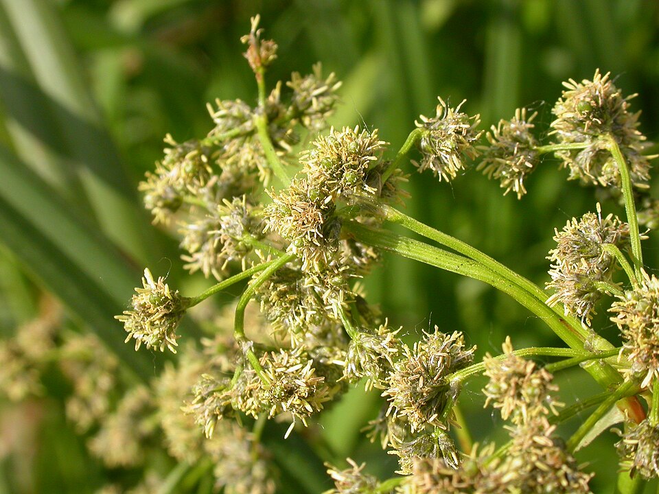 Scirpus microcarpus (small-fruited bulrush) (alternate view 10)