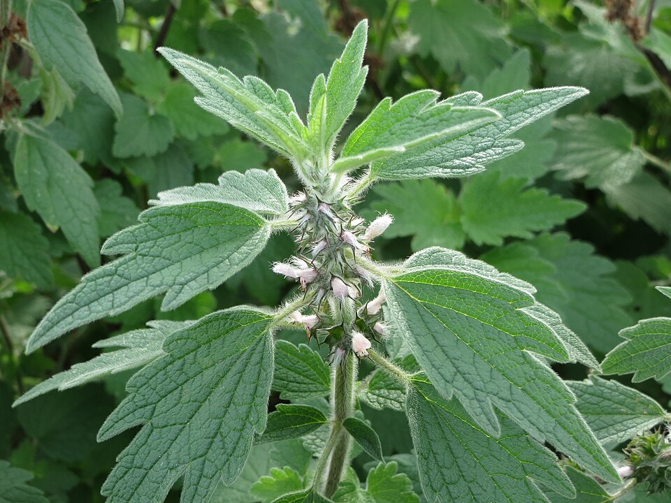 Leonurus cardiaca (common motherwort)