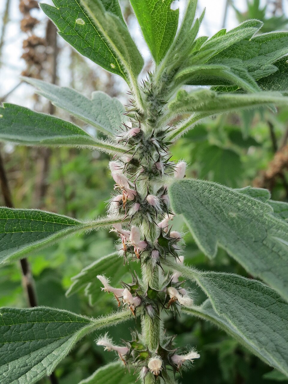 Leonurus cardiaca (common motherwort)