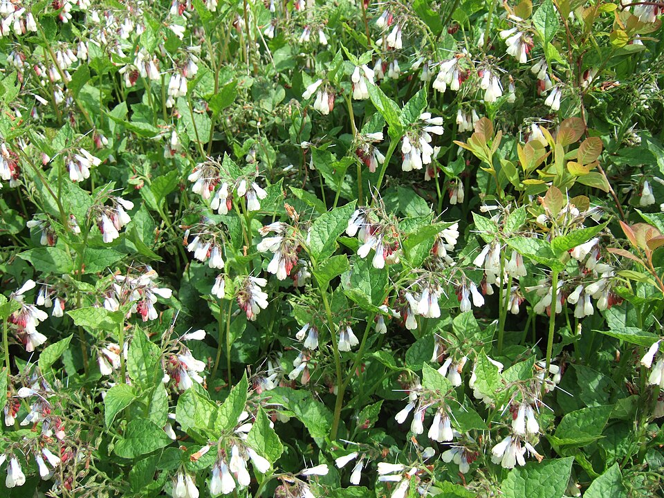 Symphytum grandiflorum (Creeping Comfrey)