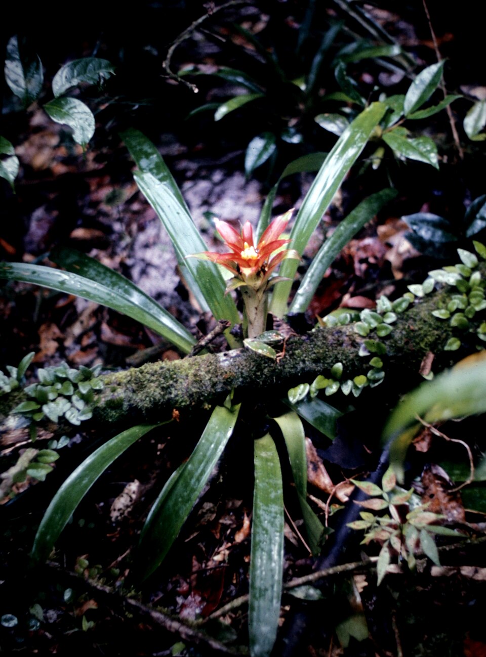 Guzmania lingulata (Scarlet Star) (alternate view 7)