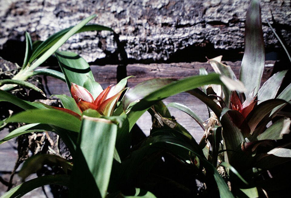 Guzmania lingulata (Scarlet Star) (alternate view 8)