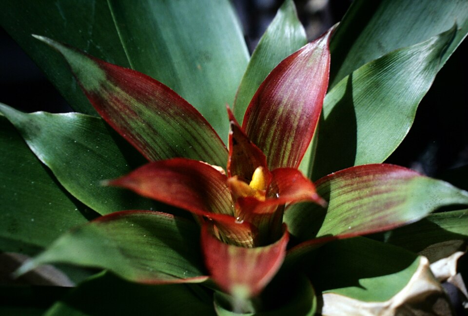 Guzmania lingulata (Scarlet Star) (alternate view 9)