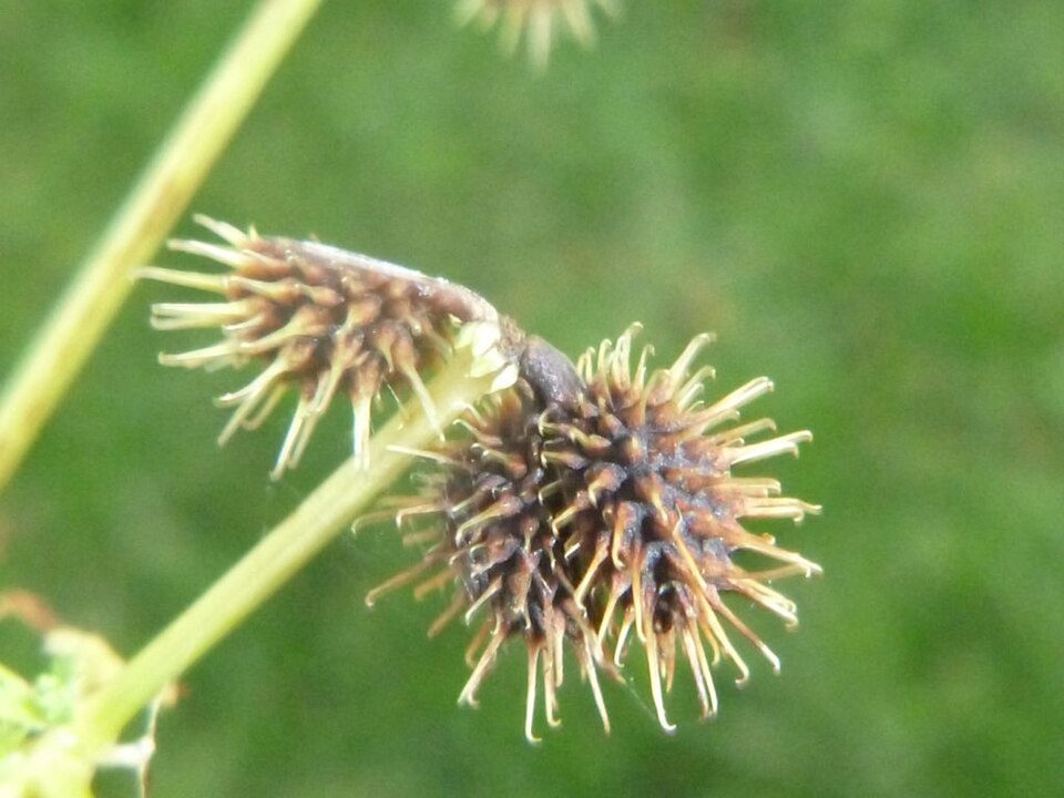 Sanicula canadensis (Black Snakeroot) (alternate view 6)