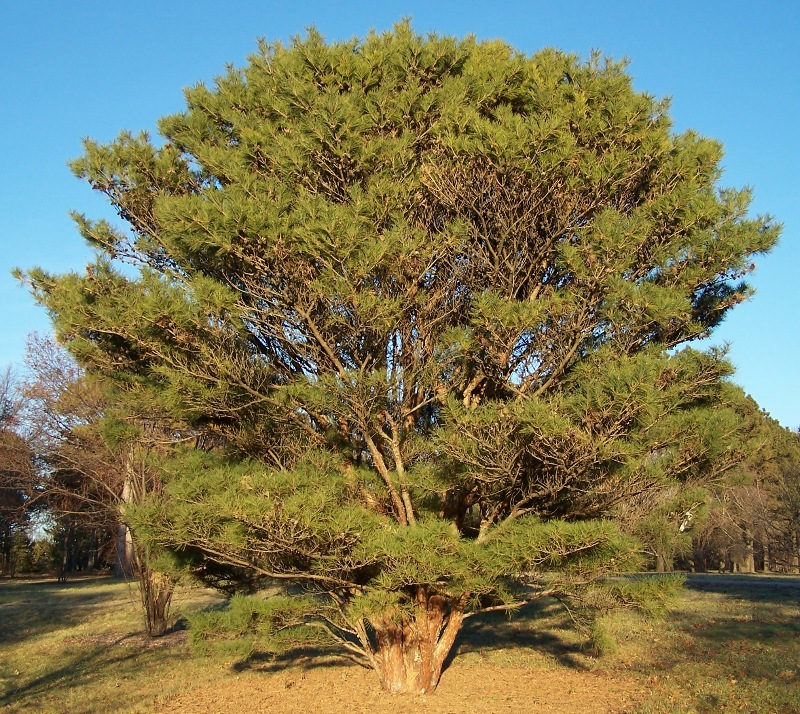 Pinus densiflora 'Umbraculifera' (Japanese Umbrella Pine)