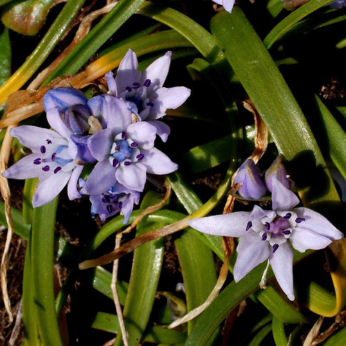 Scilla verna (Spring Squill)