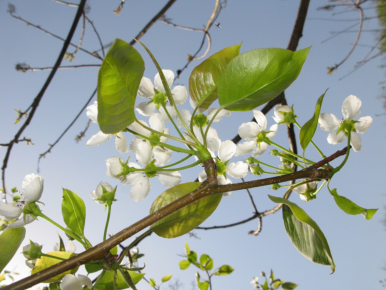 Pyrus pyrifolia, Asian pear — upright deciduous (Rosaceae) (image 6 of 9)