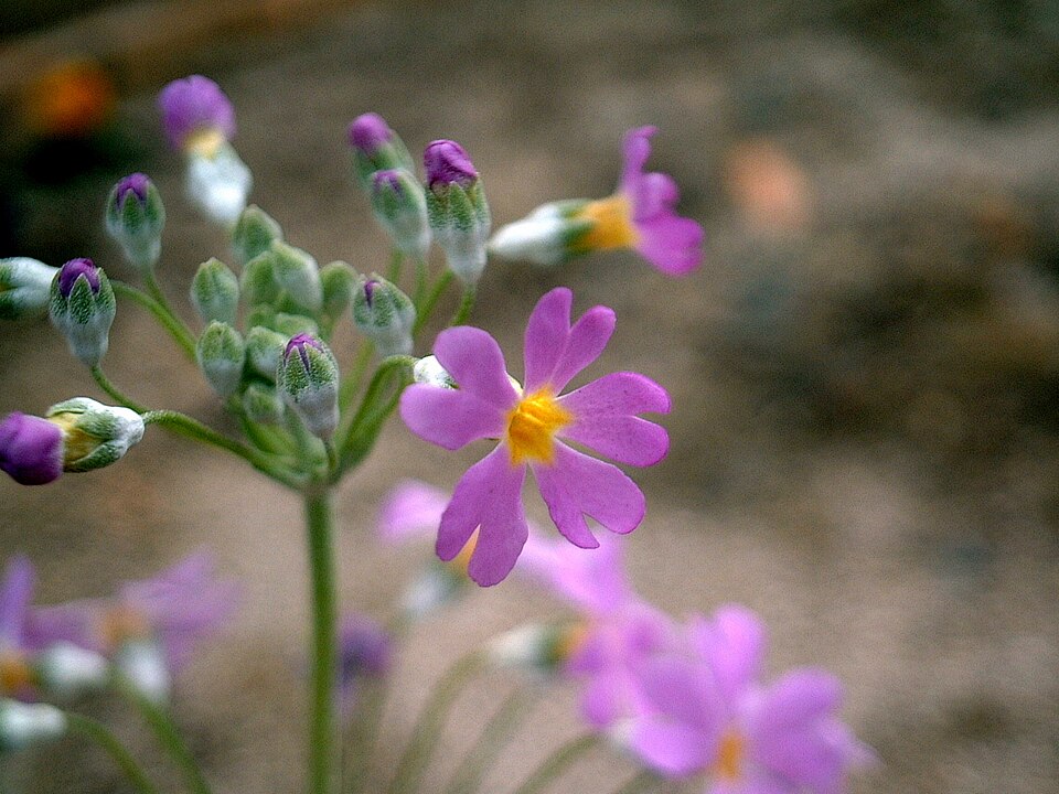 Primula sieboldii (sakura) (alternate view 7)