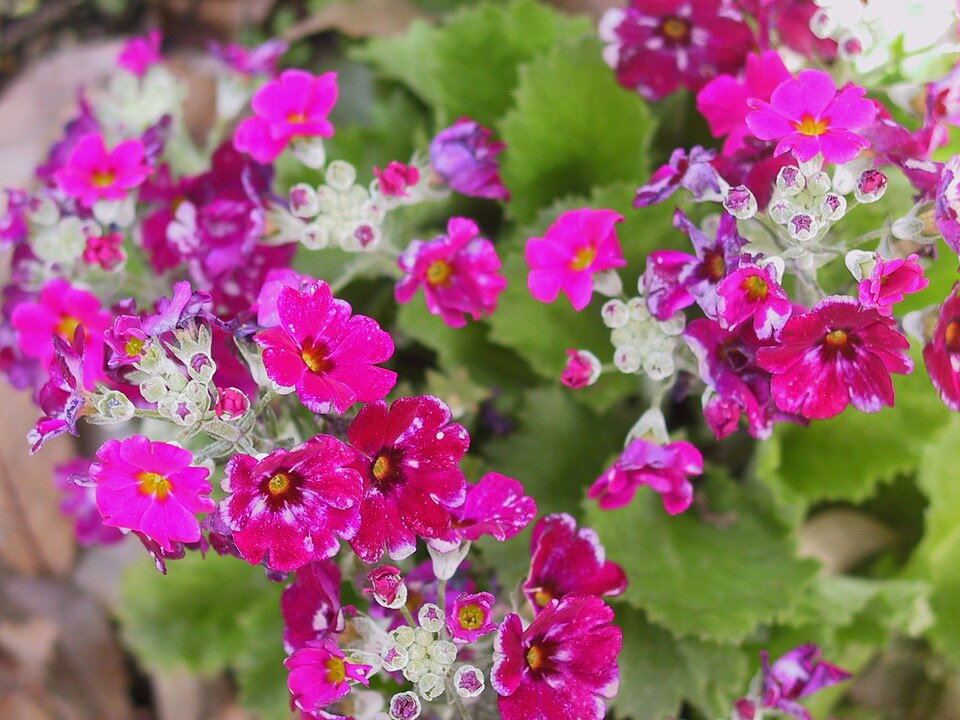 Primula sieboldii (sakura) (alternate view 8)