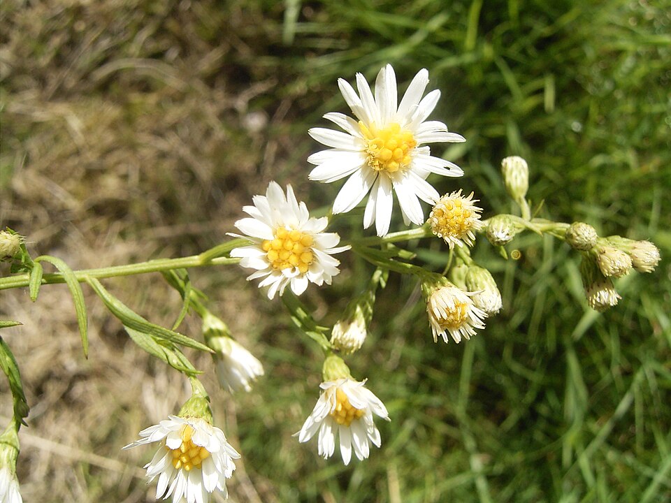Symphyotrichum pilosum (hairy white oldfield aster)