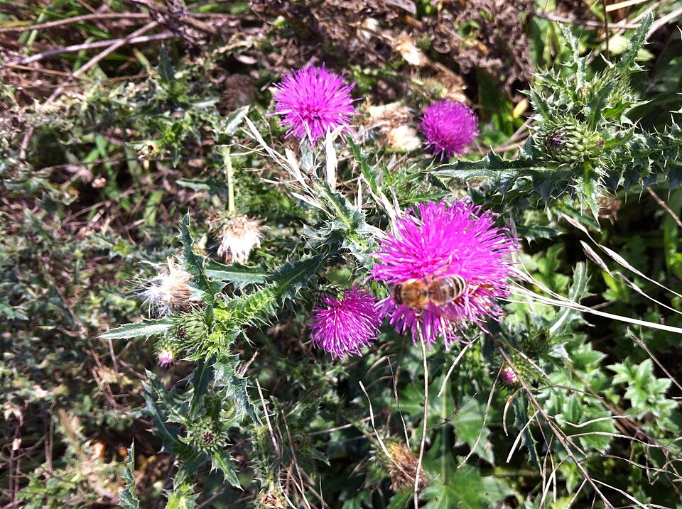 Carduus crispus (Welted Thistle)