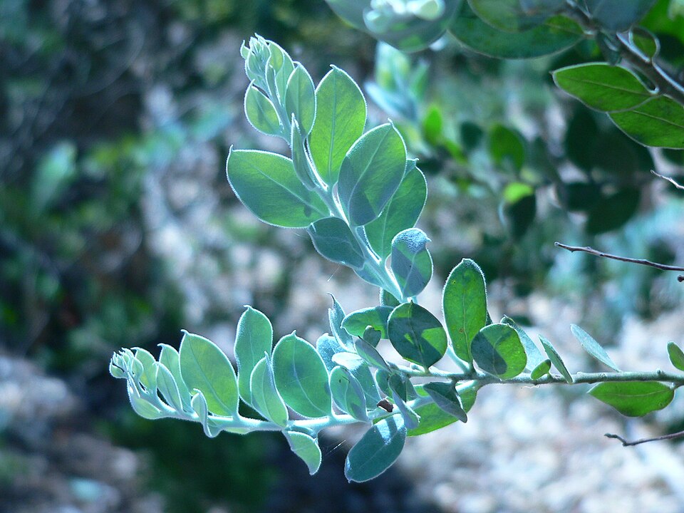 Acacia podalyriifolia (Queensland silver wattle) (alternate view 7)
