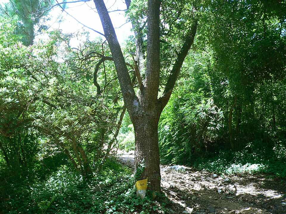 Juniperus deppeana (alligator juniper) (alternate view 6)