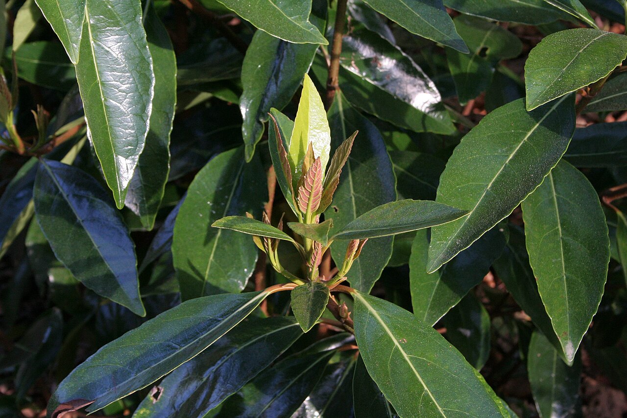 Viburnum odoratissimum, Sweet viburnum — upright evergreen (Viburnaceae) (image 1 of 5)