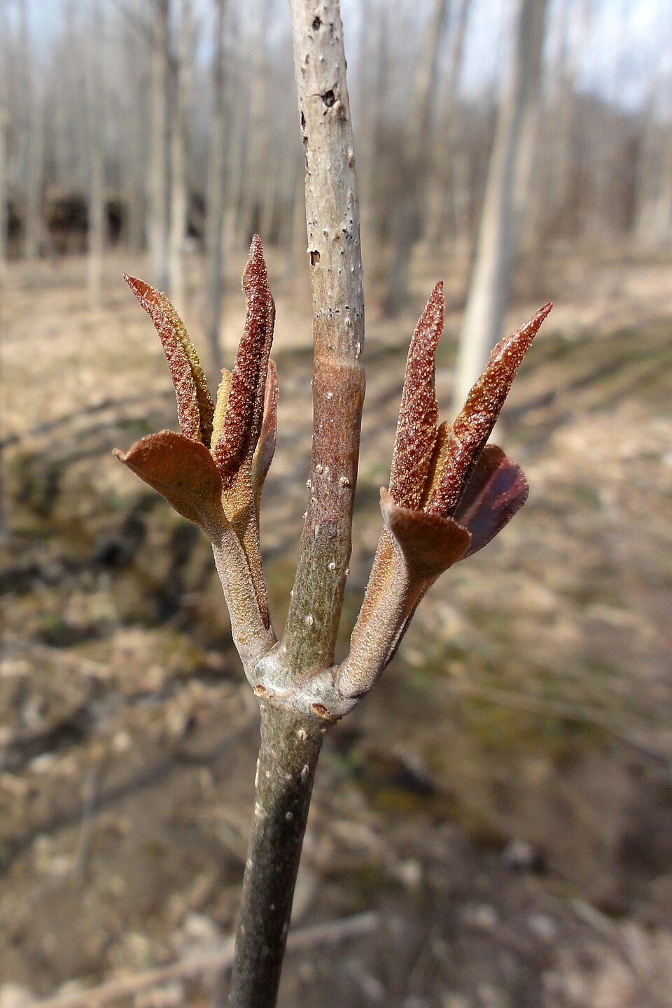Viburnum lentago (nannyberry) (alternate view 6)