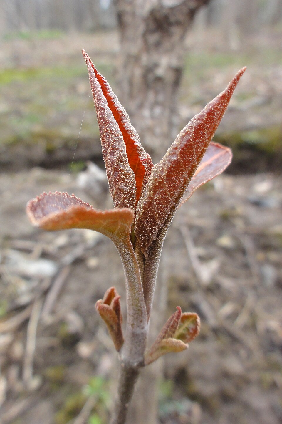 Viburnum lentago (nannyberry) (alternate view 7)