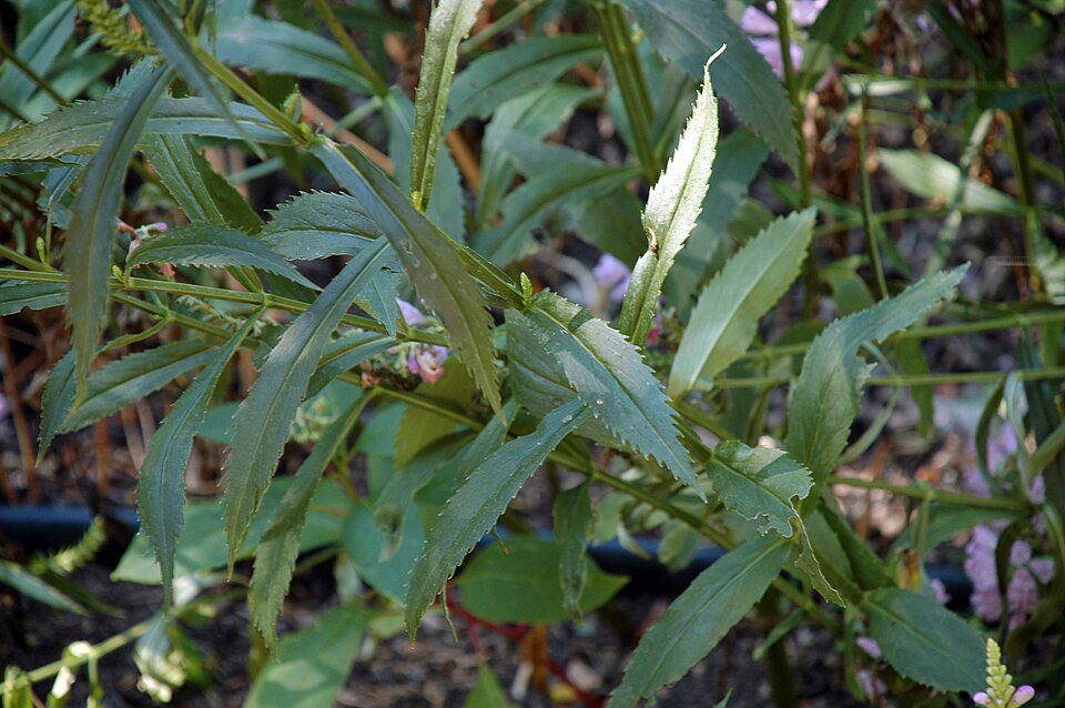 Physostegia virginiana (Obedient Plant) (alternate view 6)