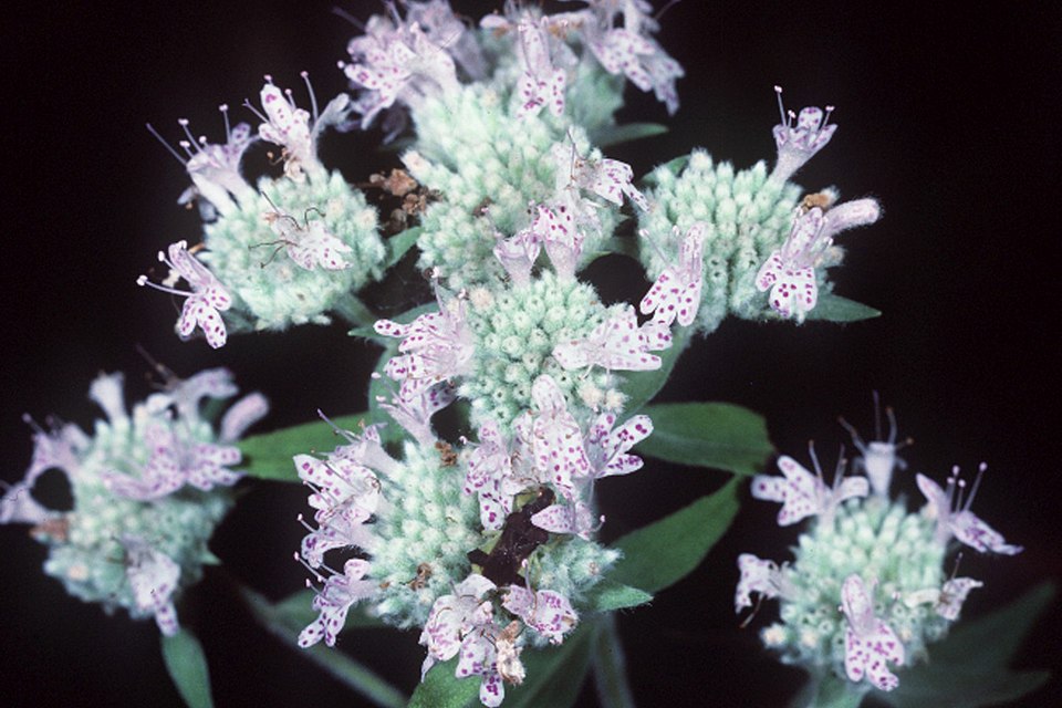 Pycnanthemum virginianum (Virginia Mountain Mint) (alternate view 6)
