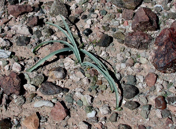 Hesperocallis undulata (desert lily) (alternate view 2)