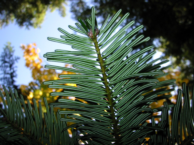 Abies grandis (grand fir) (alternate view 6)