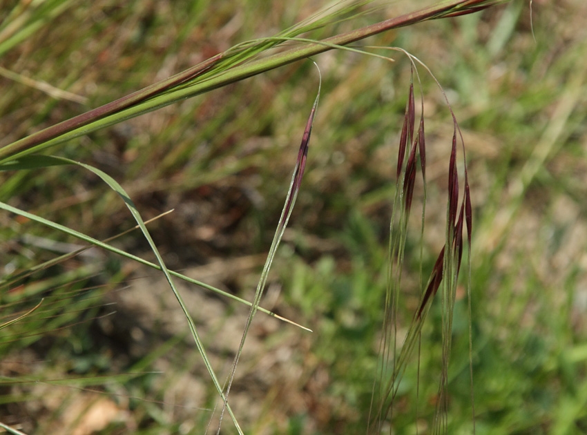 Nassella pulchra (purple needlegrass) (alternate view 2)