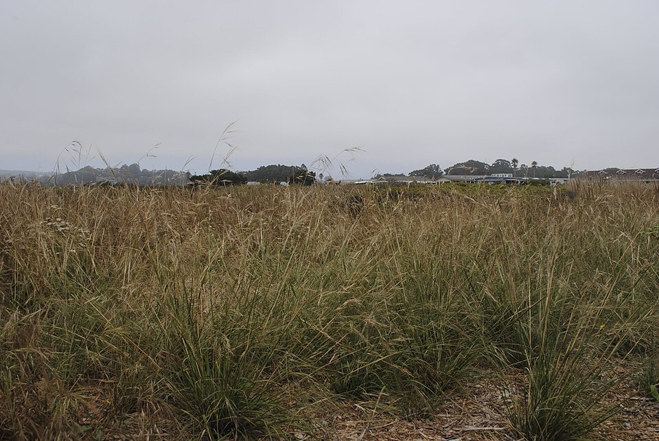 Nassella pulchra (purple needlegrass) (alternate view 3)