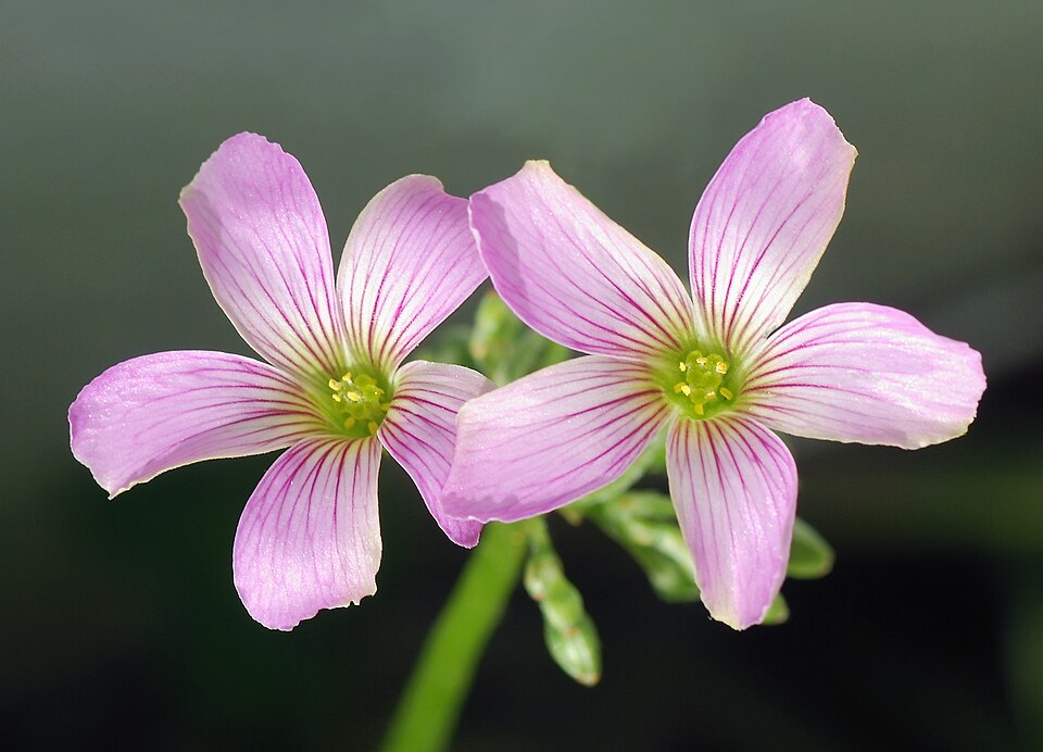 Oxalis debilis (Largeflower pink-sorrel)