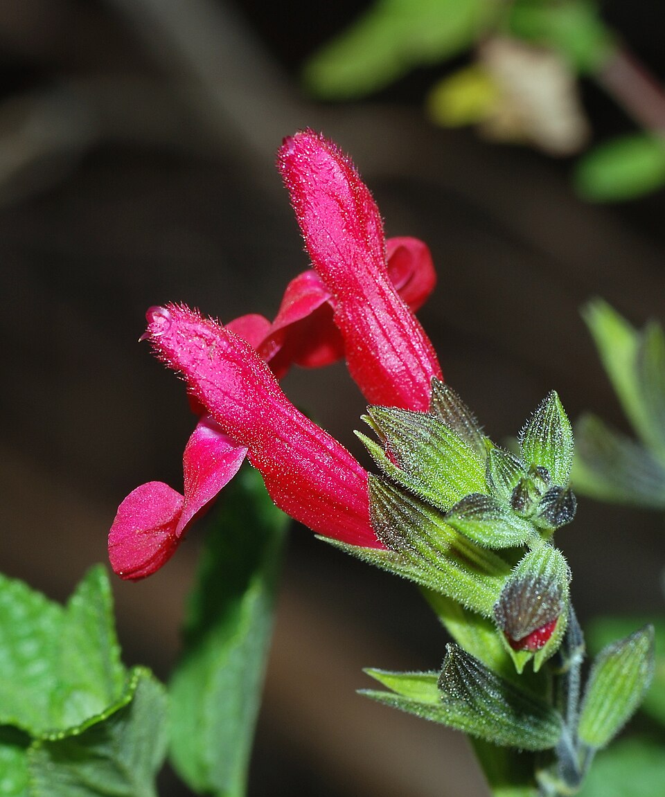Salvia microphylla (Baby Sage)