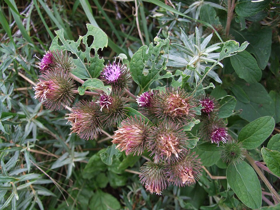 Arctium minus (burrdock) (alternate view 7)