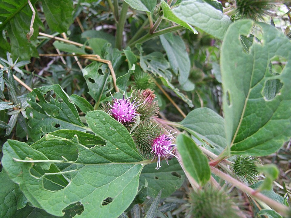 Arctium minus (burrdock) (alternate view 8)