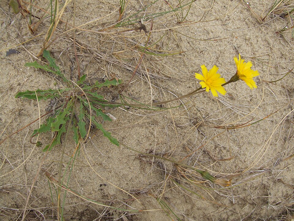 Leontodon saxatilis (Hairy Hawkbit)