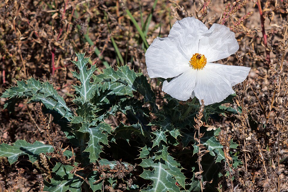 Argemone polyanthemos (thistle poppy) (alternate view 8)