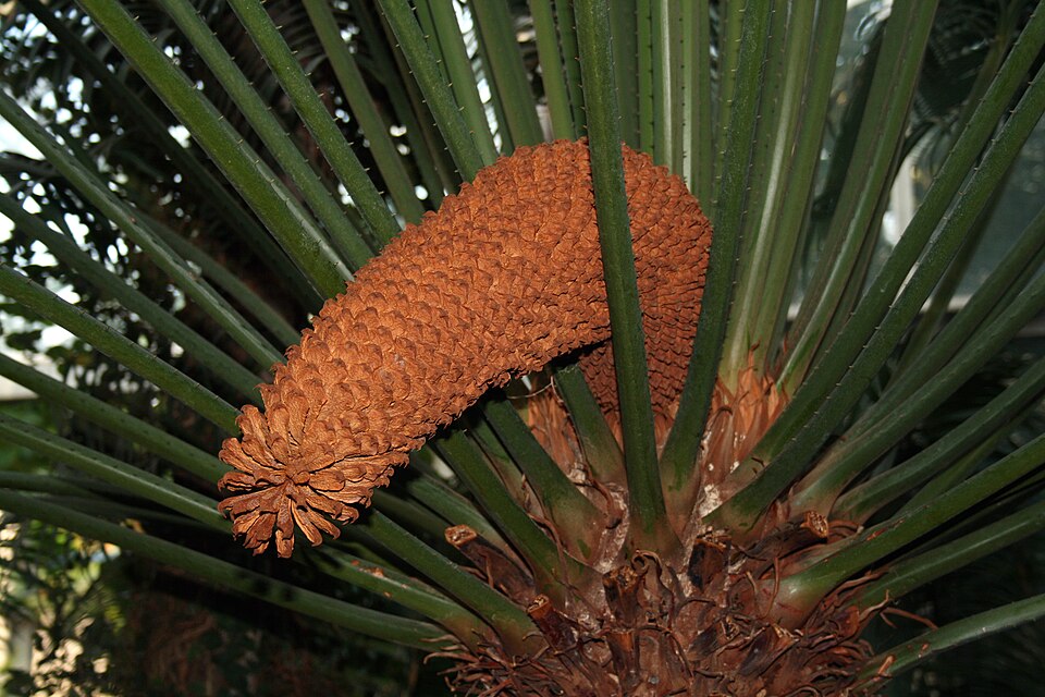 Cycas circinalis (queen sago) (alternate view 10)