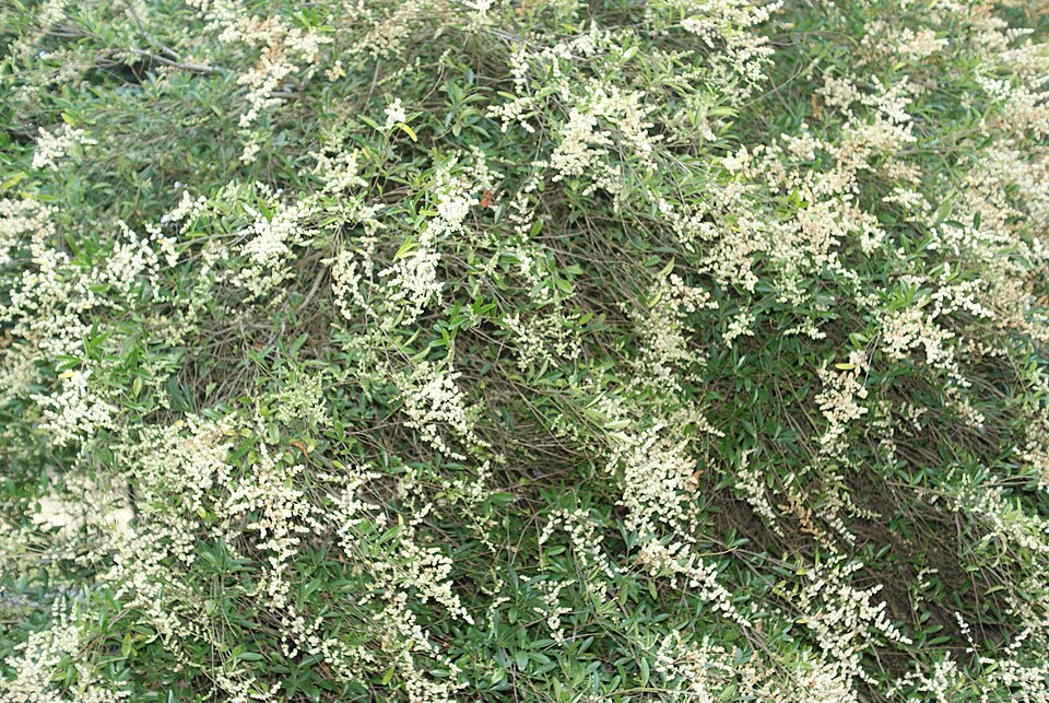 Fallopia (Fallopias) (alternate view 4)