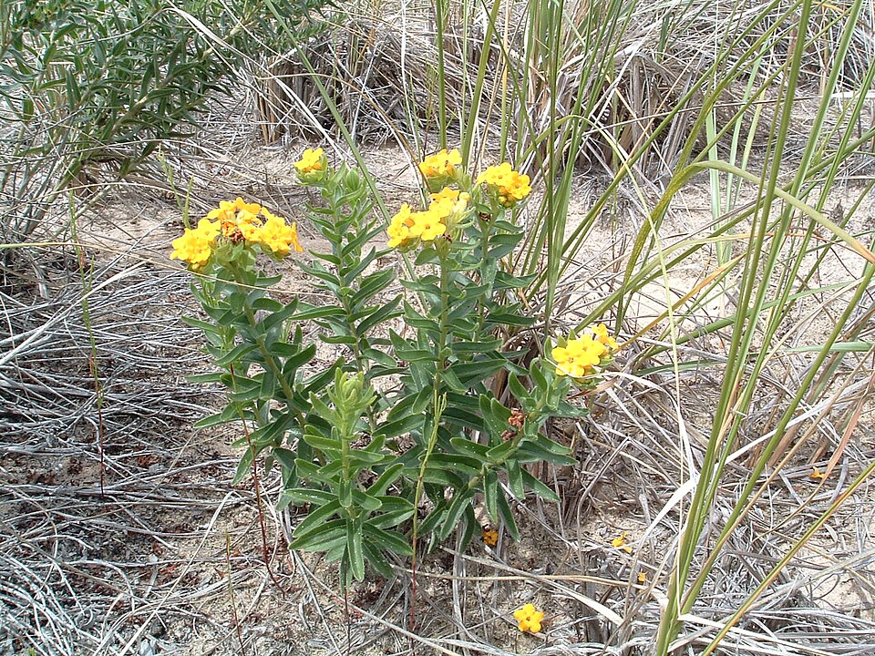 Lithospermum caroliniense (hairy puccoon) (alternate view 6)