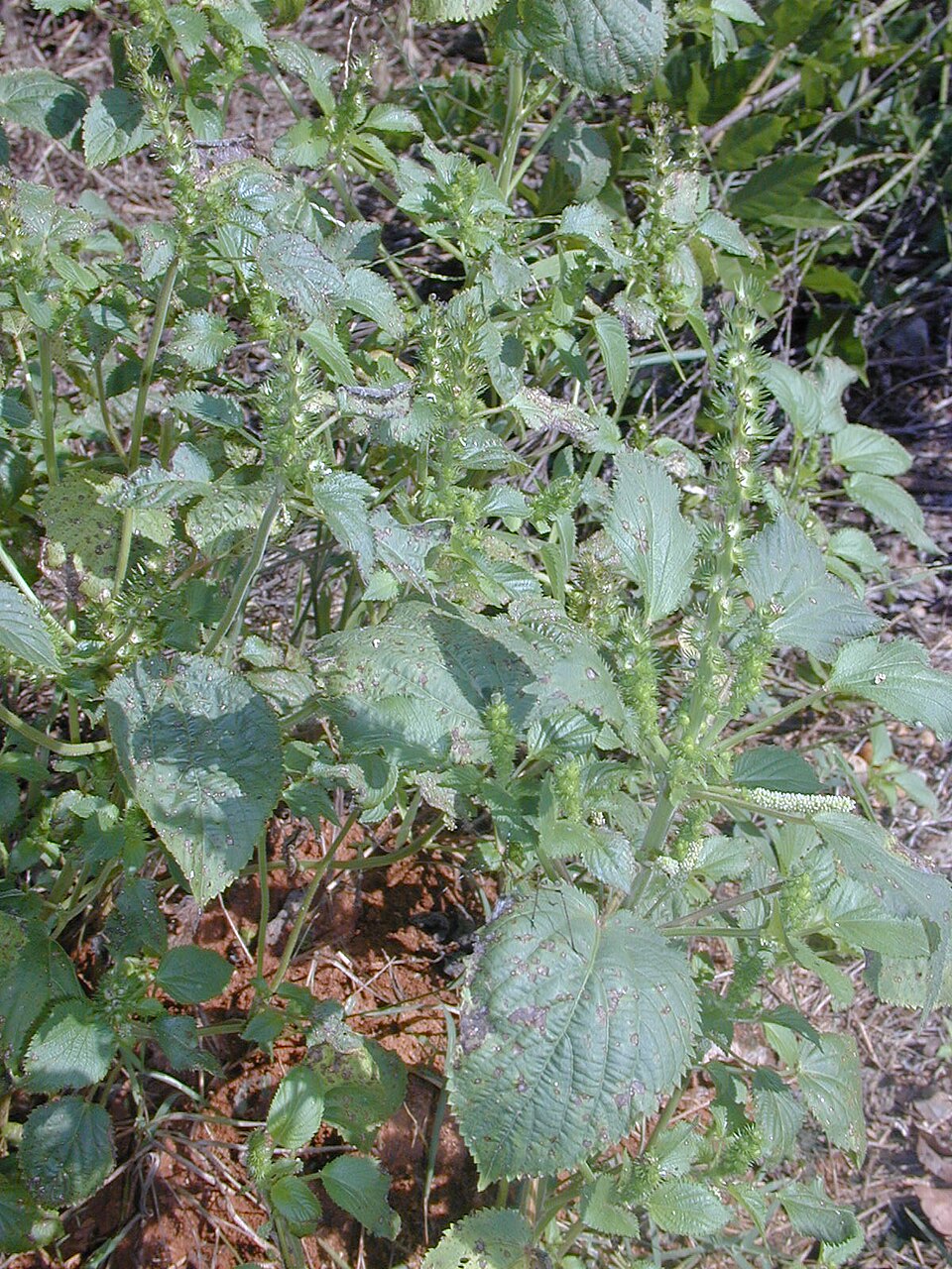 Acalypha persimilis (hornbeam copperleaf)
