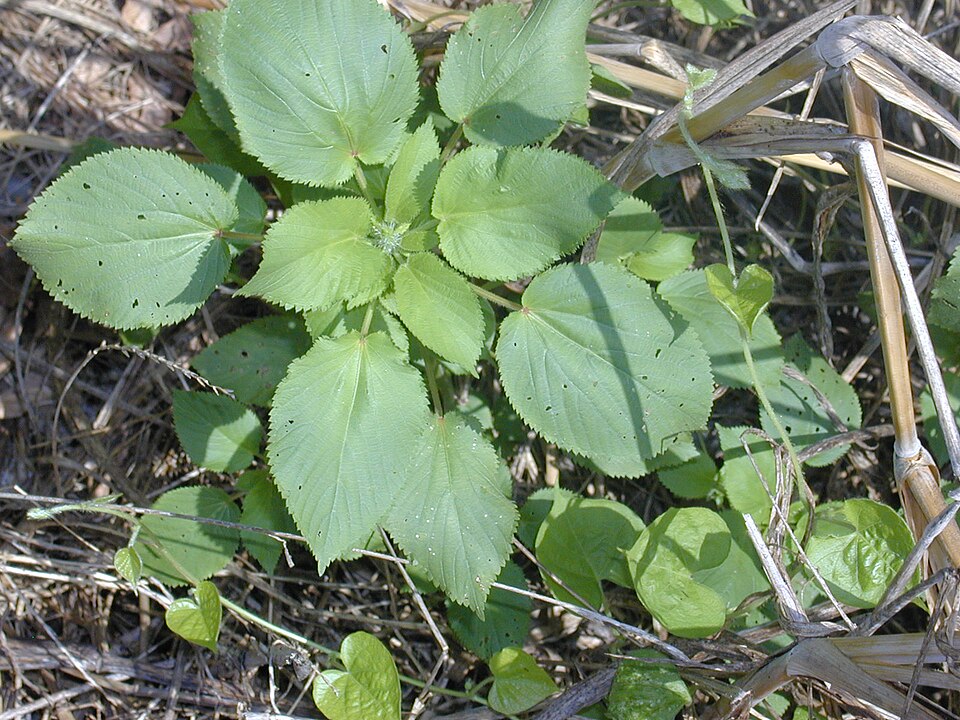 Acalypha persimilis (hornbeam copperleaf) (alternate view 2)