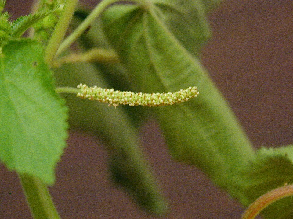 Acalypha persimilis (hornbeam copperleaf) (alternate view 3)