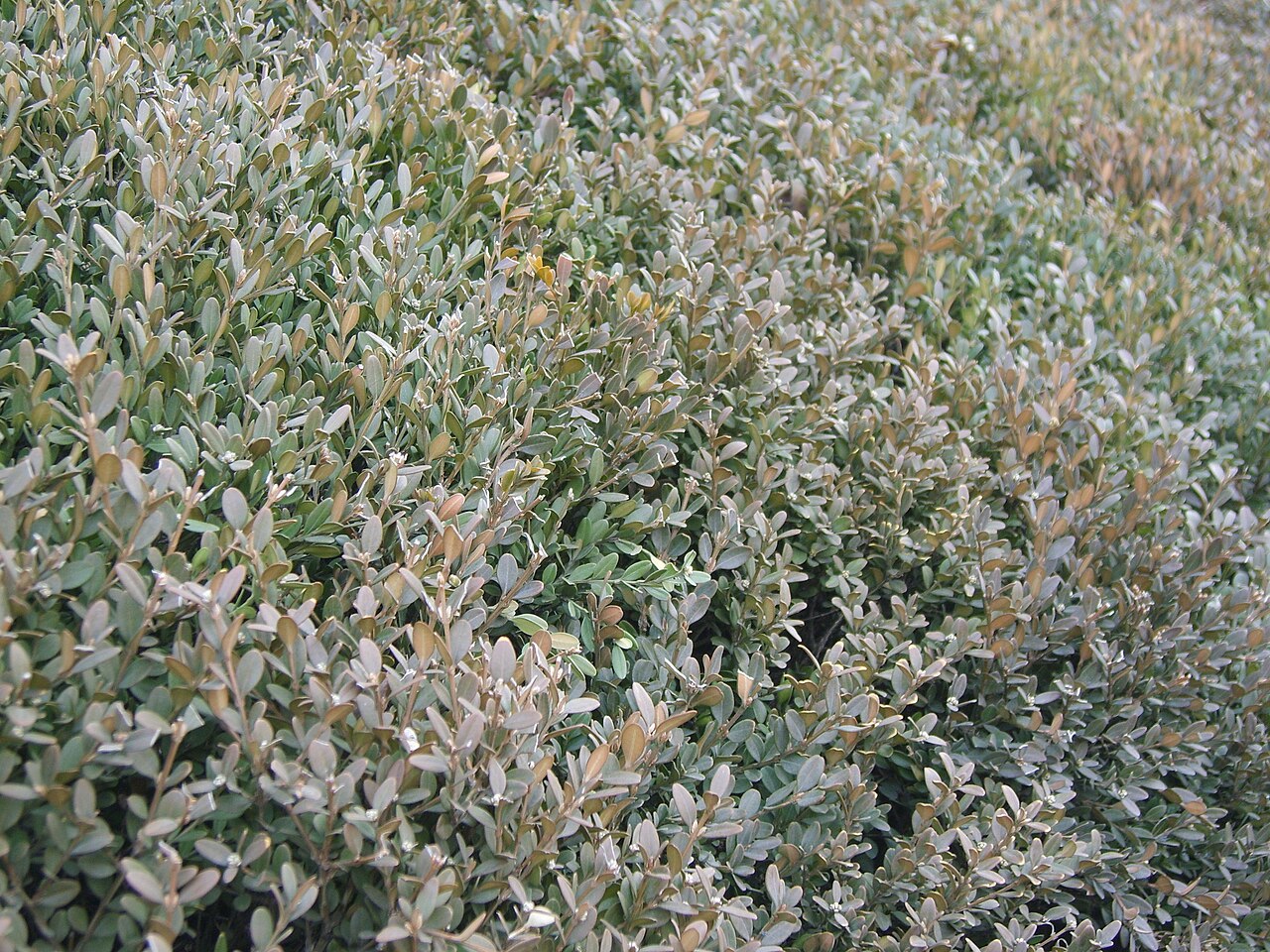 Buxus sinica, Chinese box — mounding evergreen (Buxaceae) (image 2 of 10)