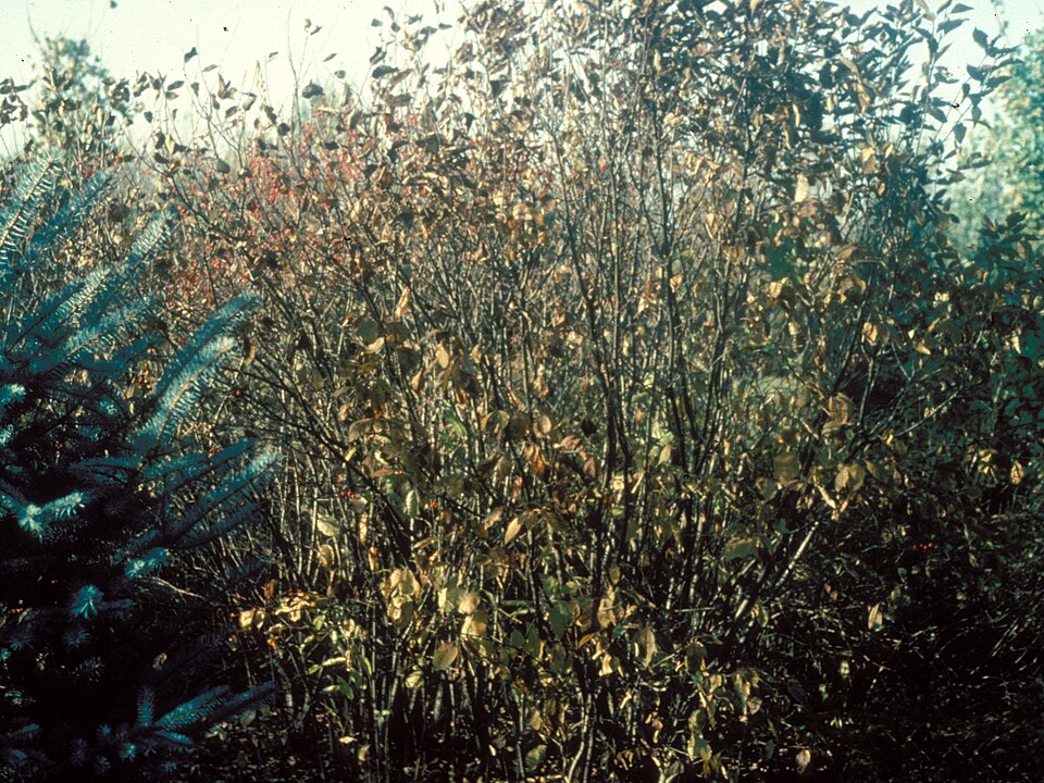 Ilex verticillata (common winterberry) (alternate view 6)