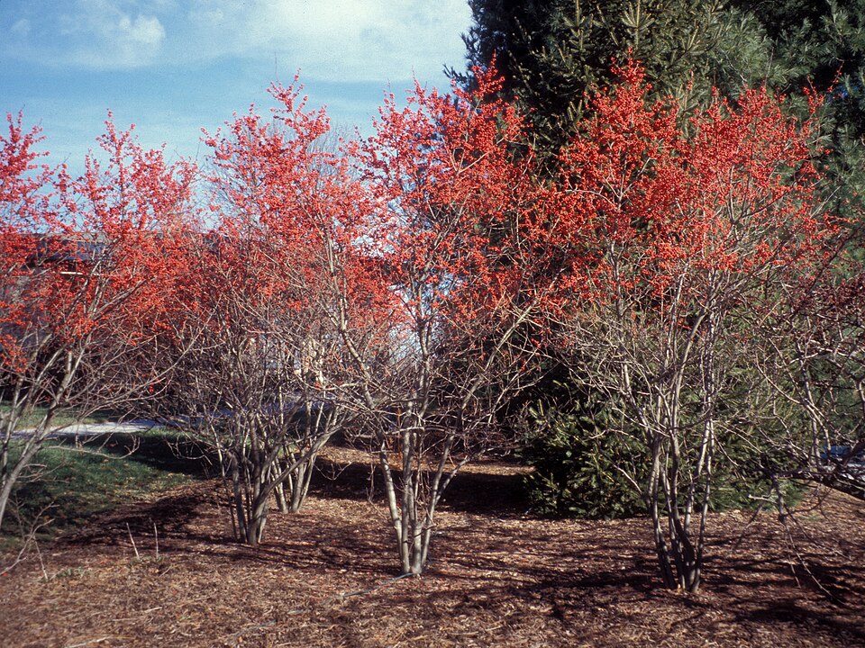 Ilex verticillata (common winterberry) (alternate view 7)